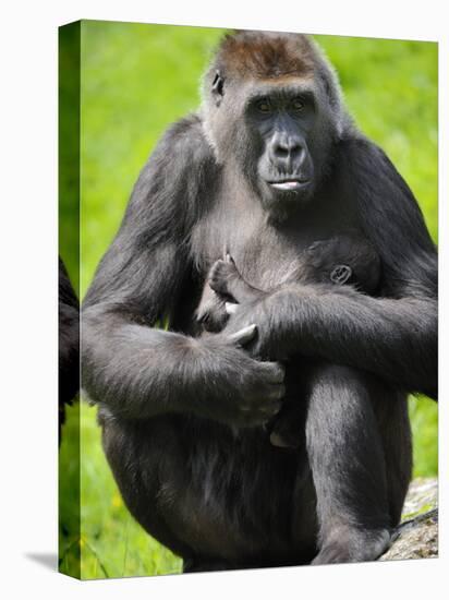 Western Lowland Gorilla Mother Holding Baby. Captive, France-Eric Baccega-Premier Image Canvas