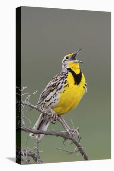 Western Meadow Lark Singing-Ken Archer-Premier Image Canvas