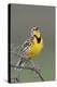 Western Meadow Lark Singing-Ken Archer-Premier Image Canvas