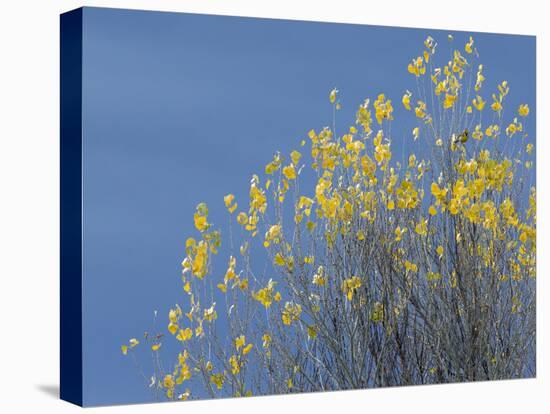 Western meadowlark on the fall aspen leaves. Bosque del Apache NWR, New Mexico-Maresa Pryor-Premier Image Canvas