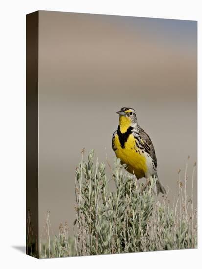 Western Meadowlark (Sturnella Neglecta), Antelope Island State Park, Utah, USA-null-Premier Image Canvas
