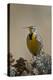 Western Meadowlark (Sturnella Neglecta)-James Hager-Premier Image Canvas