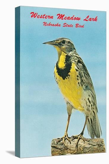 Western Meadowlark-null-Stretched Canvas