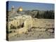 Western or Wailing Wall, with the Gold Dome of the Rock, Jerusalem, Israel-Simanor Eitan-Premier Image Canvas