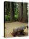 Western Red Cedars in the Grove of Patriarchs, Mt. Rainier National Park, Washington, USA-Jamie & Judy Wild-Premier Image Canvas