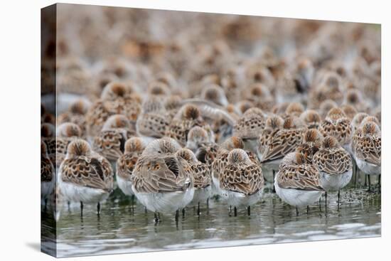 Western Sandpipers and Dunlin roosting, Washington, USA-Gerrit Vyn-Premier Image Canvas