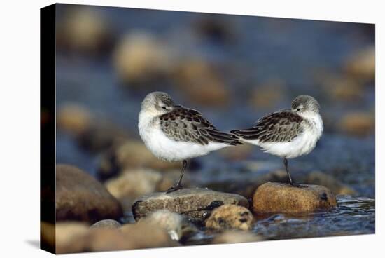 Western Sandpipers pair standing back to back with beaks tucked under wings, North America-Tim Fitzharris-Stretched Canvas