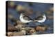 Western Sandpipers pair standing back to back with beaks tucked under wings, North America-Tim Fitzharris-Stretched Canvas