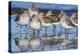 Western sandpipers, resting during spring migration-Ken Archer-Premier Image Canvas
