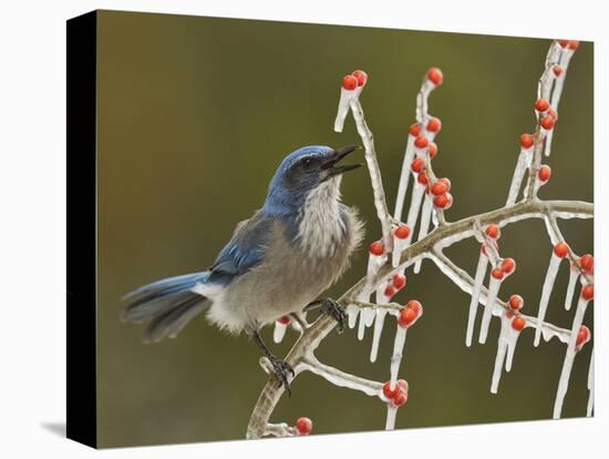 Western Scrub-Jay singing on icy branch of Possum Haw Holly, Hill Country, Texas, USA-Rolf Nussbaumer-Premier Image Canvas