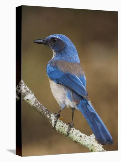 Western Scrub-Jay, Uvalde County, Hill Country, Texas, USA-Rolf Nussbaumer-Premier Image Canvas