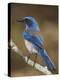 Western Scrub-Jay, Uvalde County, Hill Country, Texas, USA-Rolf Nussbaumer-Premier Image Canvas