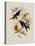 Western Swallow-Tail, Eupetomena Hirundo-John Gould-Premier Image Canvas