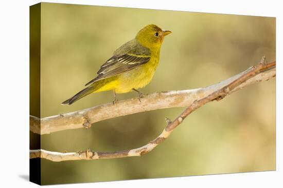 Western Tanager Female-Joe McDonald-Premier Image Canvas