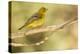 Western Tanager Female-Joe McDonald-Premier Image Canvas