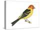 Western Tanager (Piranga Ludoviciana), Birds-Encyclopaedia Britannica-Stretched Canvas