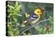 Western Tanager (Piranga ludoviciana) male in spring, Texas, USA.-Larry Ditto-Premier Image Canvas