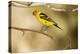 Western Tanager-Joe McDonald-Premier Image Canvas