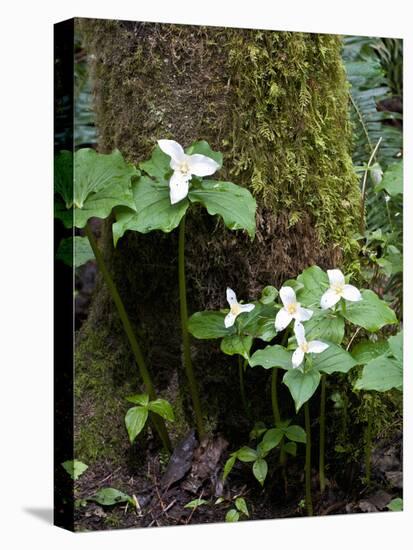 Western Trillium, Grand Forest Bainbridge Island Land Trust Park, Bainbridge Island, Washington USA-Trish Drury-Premier Image Canvas