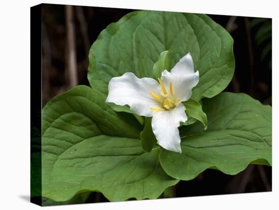 Western Trillium, Grand Forest Bainbridge Island Land Trust Park, Bainbridge Island, Washington USA-Trish Drury-Premier Image Canvas