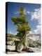 Western White Pine (Pinus Monticola)-Bob Gibbons-Premier Image Canvas