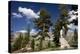 Western White Pines (Pinus Monticola)-Bob Gibbons-Premier Image Canvas