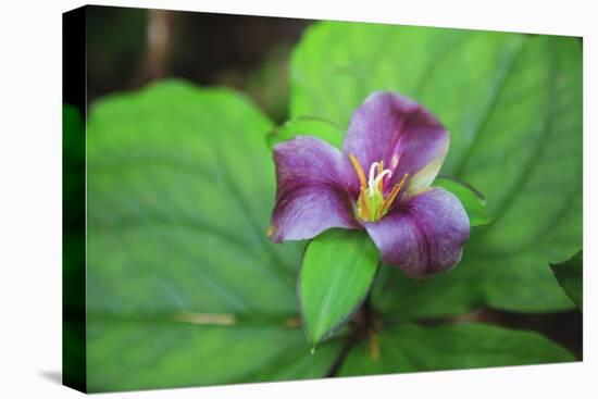 Western white trillium, Redwood National and State Parks, California.-Mallorie Ostrowitz-Premier Image Canvas