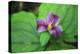 Western white trillium, Redwood National and State Parks, California.-Mallorie Ostrowitz-Premier Image Canvas