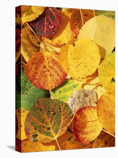 Wet Aspen Leaves in Autumn, Gunnison National Forest, Colorado, USA-Scott T. Smith-Premier Image Canvas
