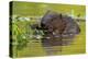 Wet Eurasian Beaver Eating Leaves in Swamp in Summer-WildMedia-Premier Image Canvas