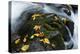 Wet Leaves-Danny Head-Premier Image Canvas