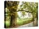 Wet Path-Danny Head-Premier Image Canvas