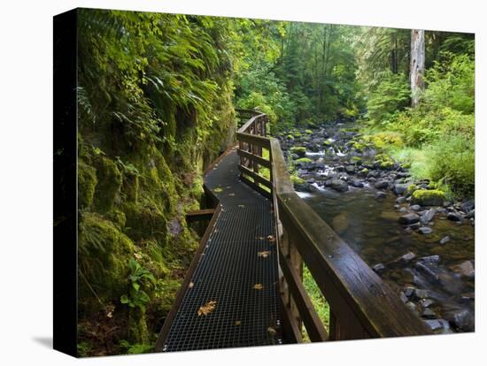 Wet trail along Sweet Creek near Florence on the Oregon Coast-Darrell Gulin-Premier Image Canvas