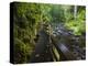 Wet trail along Sweet Creek near Florence on the Oregon Coast-Darrell Gulin-Premier Image Canvas