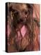 Wet Yorkshire Terrier Wrapped in a Towel-Adriano Bacchella-Premier Image Canvas