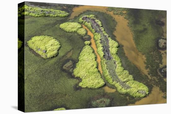 Wetland East, Guyana-Pete Oxford-Premier Image Canvas