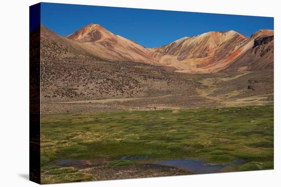 Wetland in the Atacama-JeremyRichards-Premier Image Canvas
