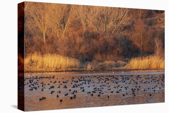 Wetland sunset-Ken Archer-Premier Image Canvas