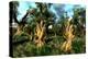 Wetland with Mangroves-null-Stretched Canvas