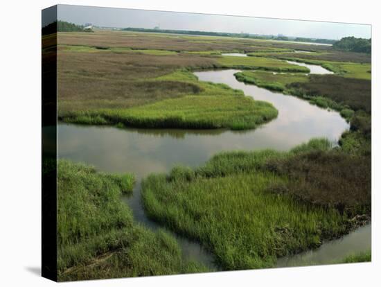 Wetlands of the Cooper River, North Charleston Area, South Carolina, USA-Maxwell Duncan-Premier Image Canvas