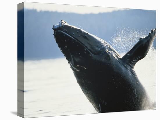 Whale Breaching, Leconte Glacier, Alaska, USA-Stuart Westmoreland-Premier Image Canvas