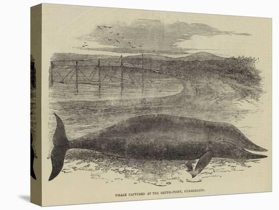 Whale Captured at the Grune-Point, Cumberland-null-Premier Image Canvas
