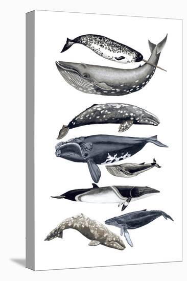 Whale Display II-Naomi McCavitt-Stretched Canvas