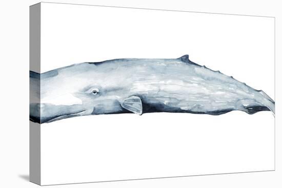 Whale Portrait II-Grace Popp-Stretched Canvas