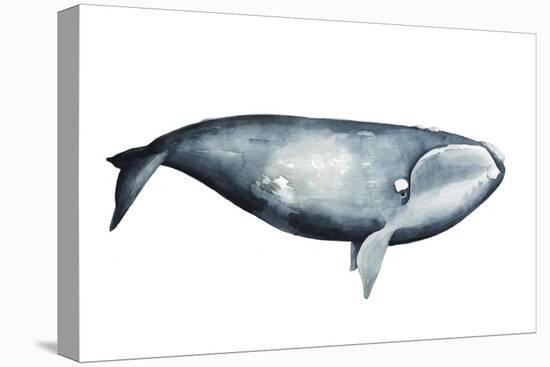 Whale Portrait III-Grace Popp-Stretched Canvas