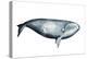 Whale Portrait III-Grace Popp-Stretched Canvas