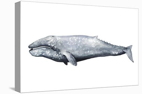 Whale Portrait IV-Grace Popp-Stretched Canvas