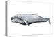 Whale Portrait IV-Grace Popp-Stretched Canvas