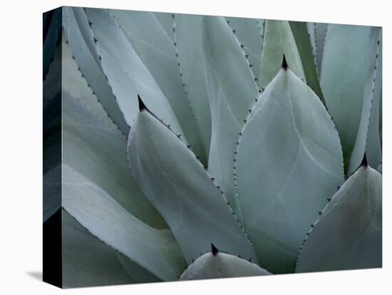 Whale's Tongue Agave-Karen Ussery-Premier Image Canvas