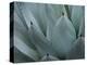 Whale's Tongue Agave-Karen Ussery-Premier Image Canvas